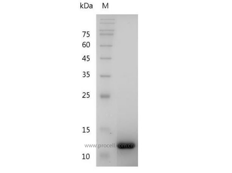 TGFβ 1/TGFB1, Mouse, Recombinant