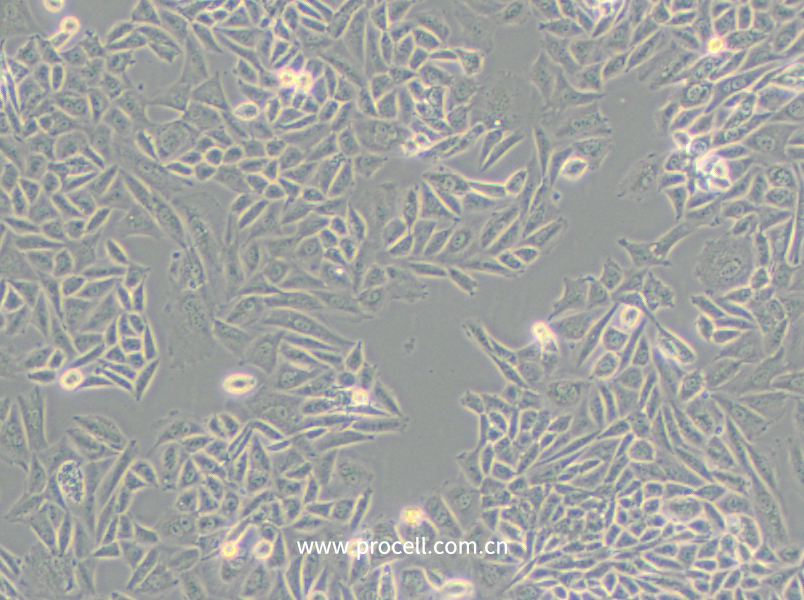 CTLA4 Ig-24 (中国仓鼠卵巢细胞)(种属鉴定正确)