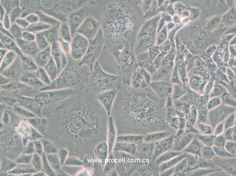 CTLA4 Ig-24 (中国仓鼠卵巢细胞)(种属鉴定正确)