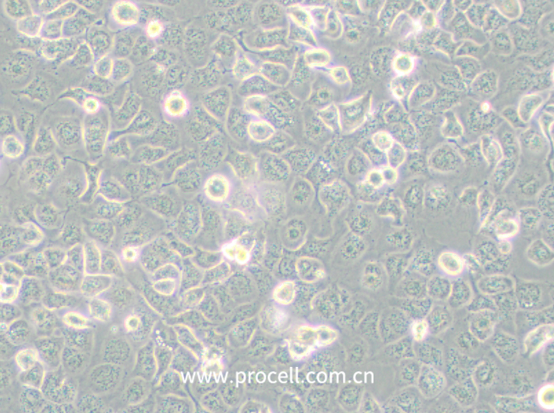 NCI-H661 (人大细胞肺癌细胞) (STR鉴定正确)