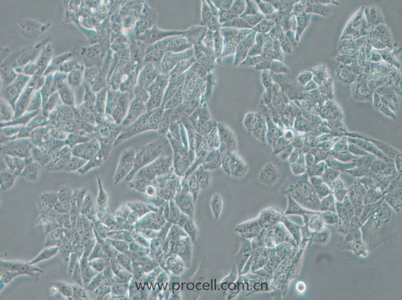 NCI-H358 (人非小细胞肺癌细胞) (STR鉴定正确)