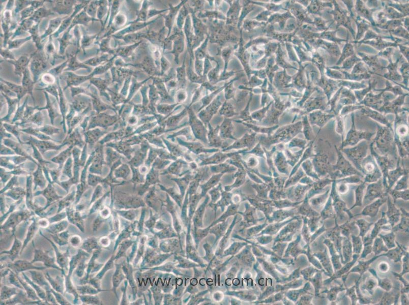 CAL-62 (人甲状腺癌细胞(未分化)) (STR鉴定正确)