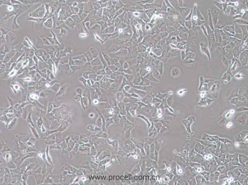 HCC4006 (人肺癌腺癌细胞) (STR鉴定正确)