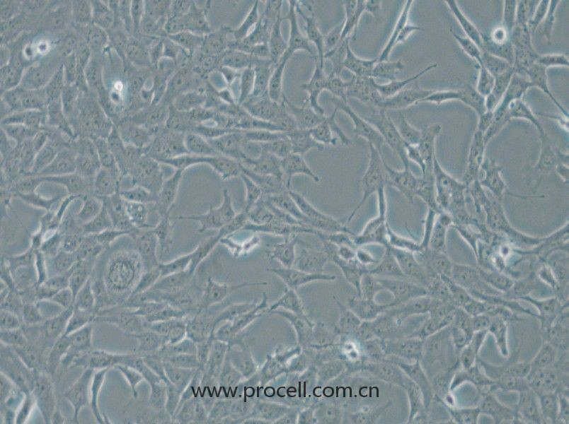 MPC-5 (小鼠肾足细胞) (STR鉴定正确)