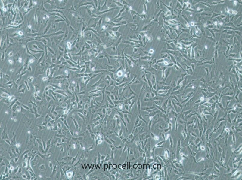 MiCl1 (S+L-) (水貂肺成纤维细胞)