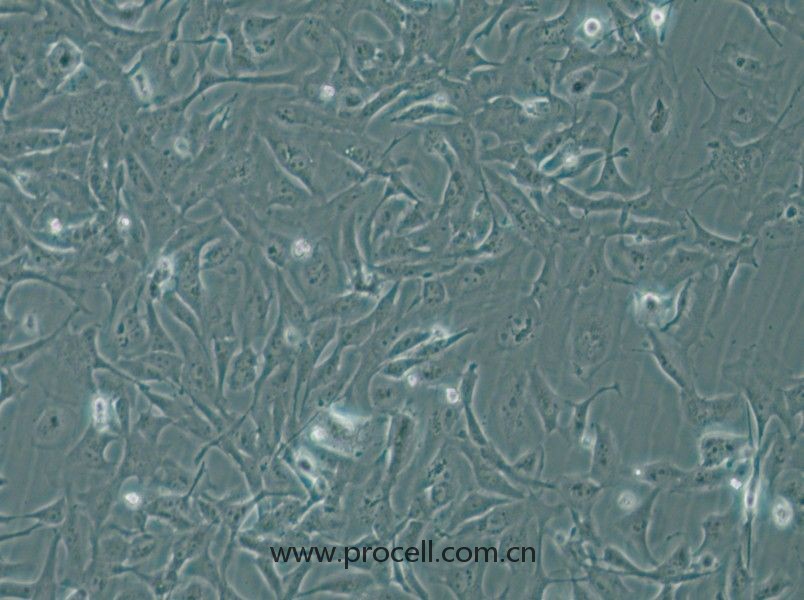 MiCl1 (S+L-) (水貂肺成纤维细胞)