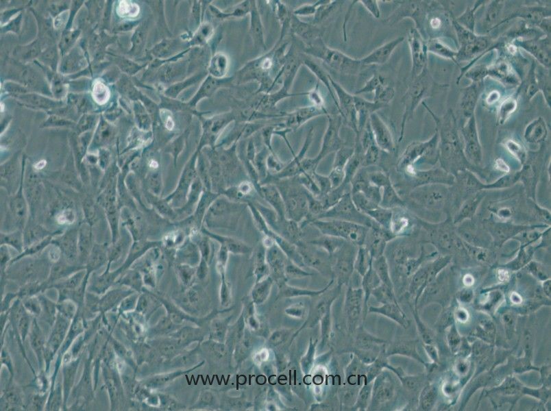 MiCl1 (S+L-) (水貂肺成纤维细胞)