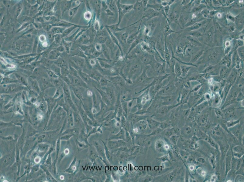 MiCl1 (S+L-) (水貂肺成纤维细胞)